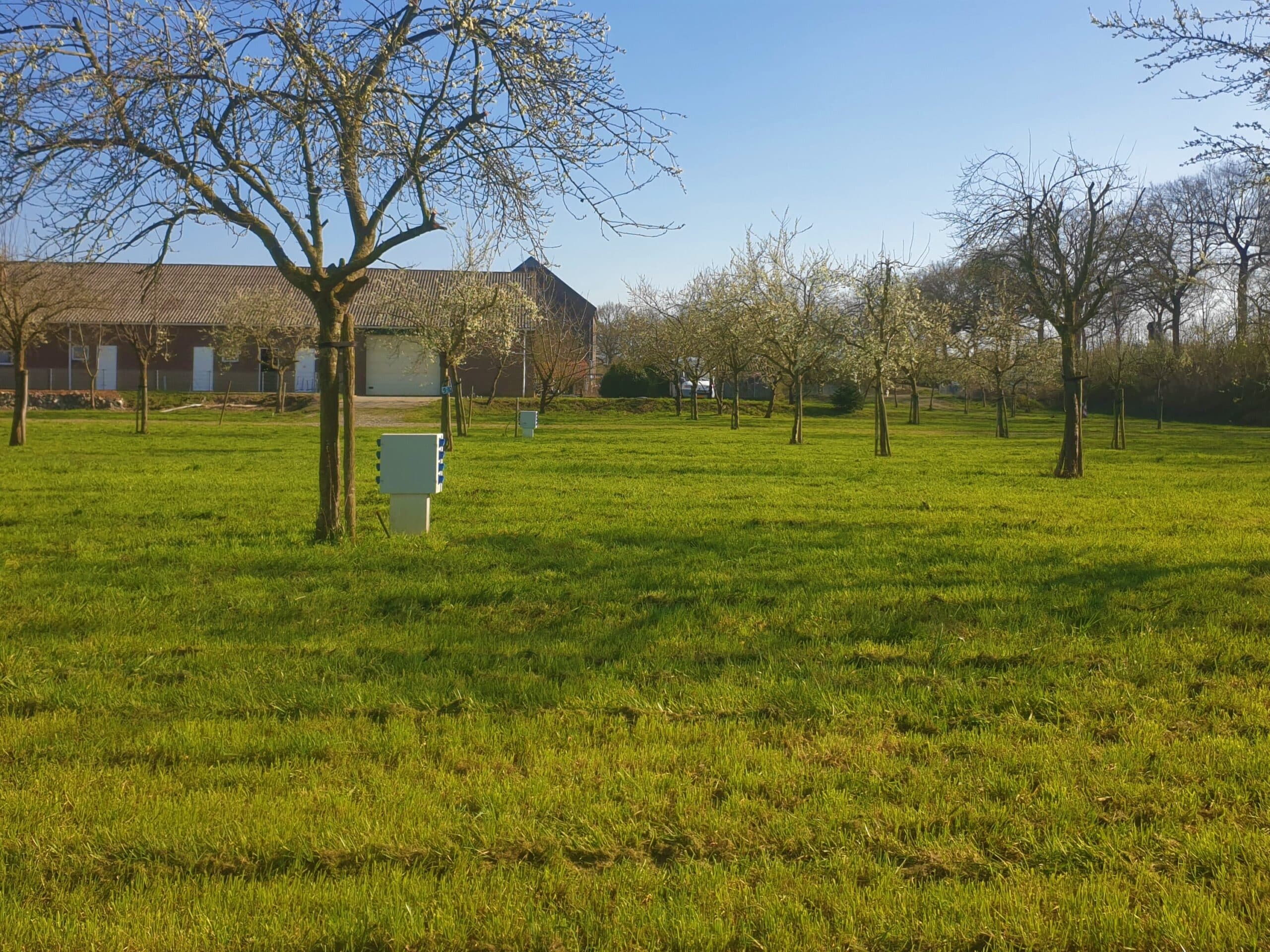 Boomgaard met fruitbomen in bloei