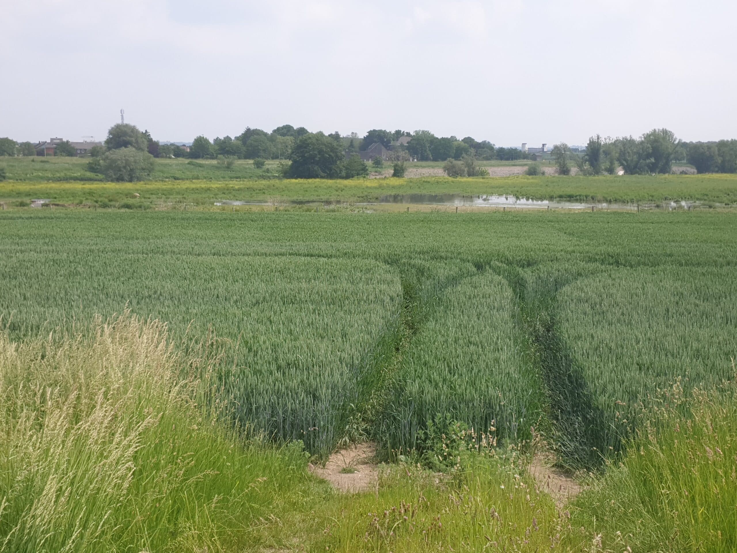 Uitzicht over de Maas